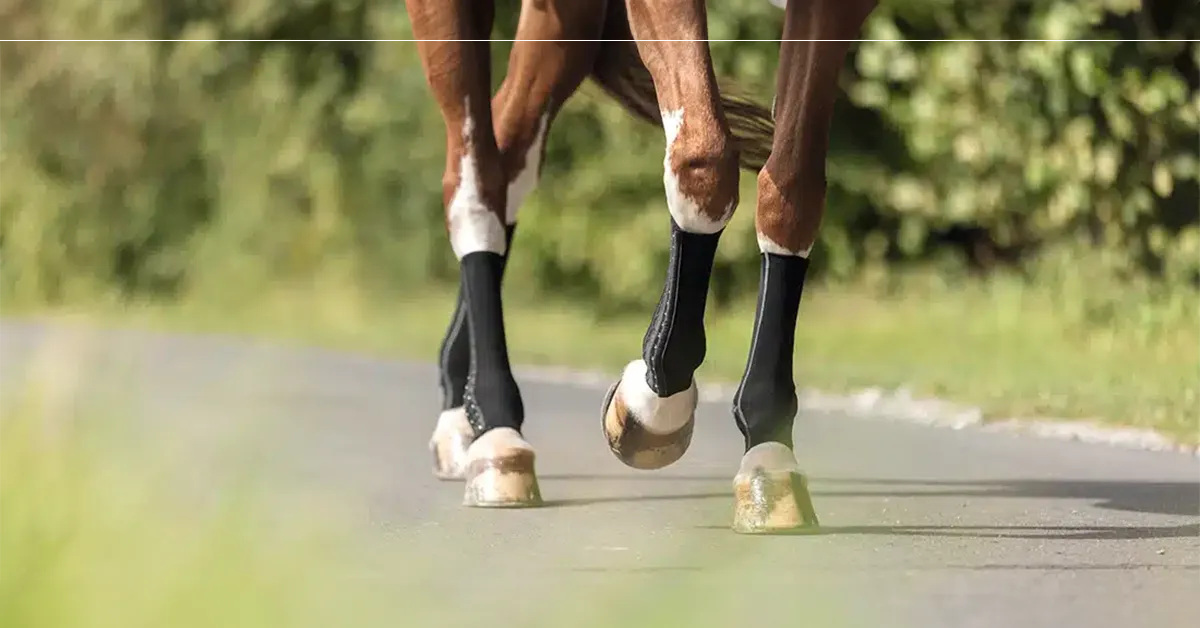 EquiCrown